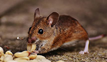 24 Hour & Emergency Exterminators in Somervlle Frk, WV